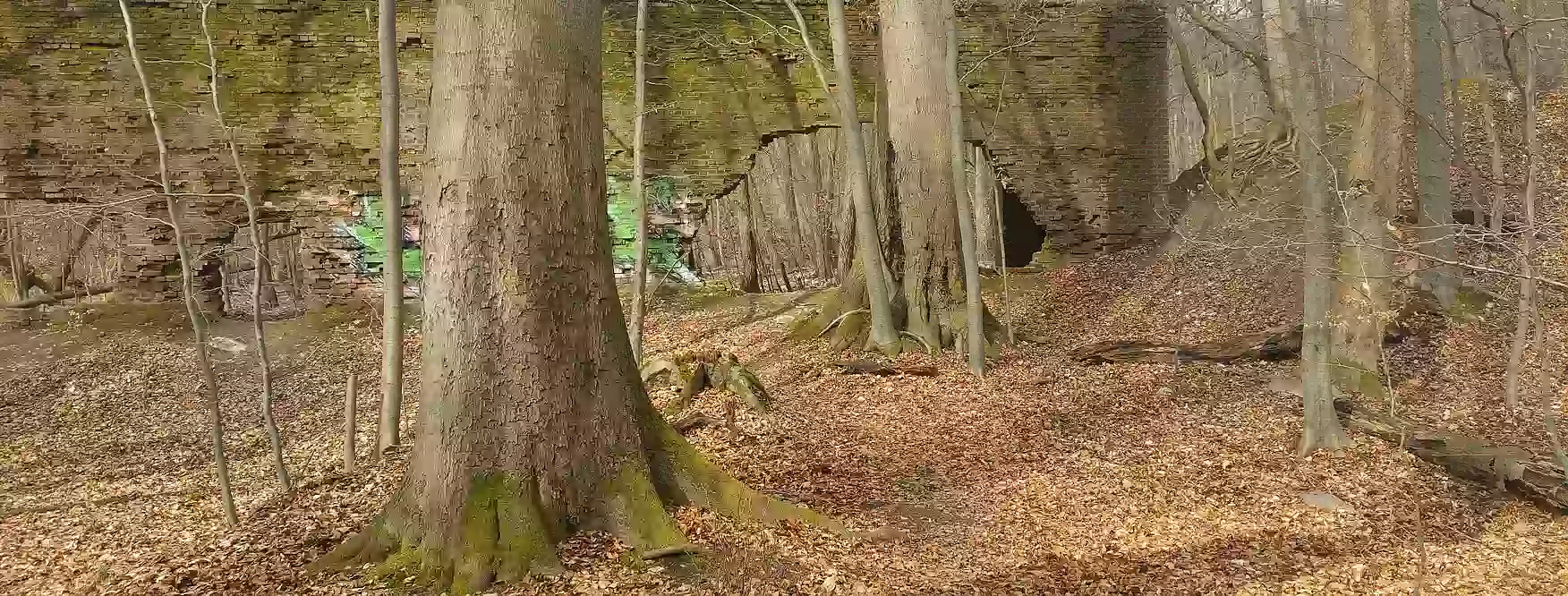 im Wald